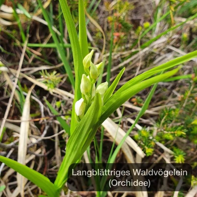 Frühlingszauber Orchideen im Bergsturz Goldau