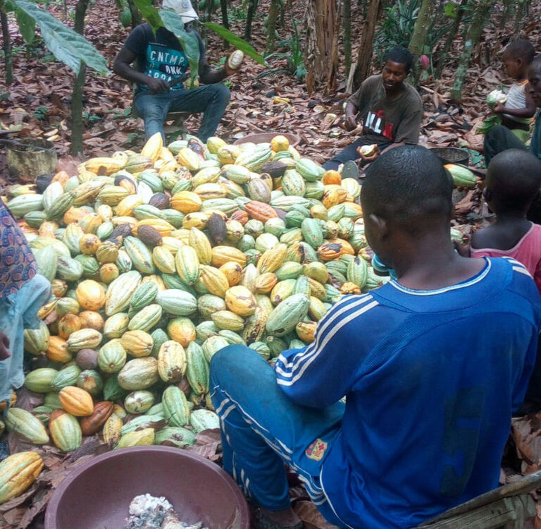 Auf den Spuren des Cacaos in der Côte d'Ivoire