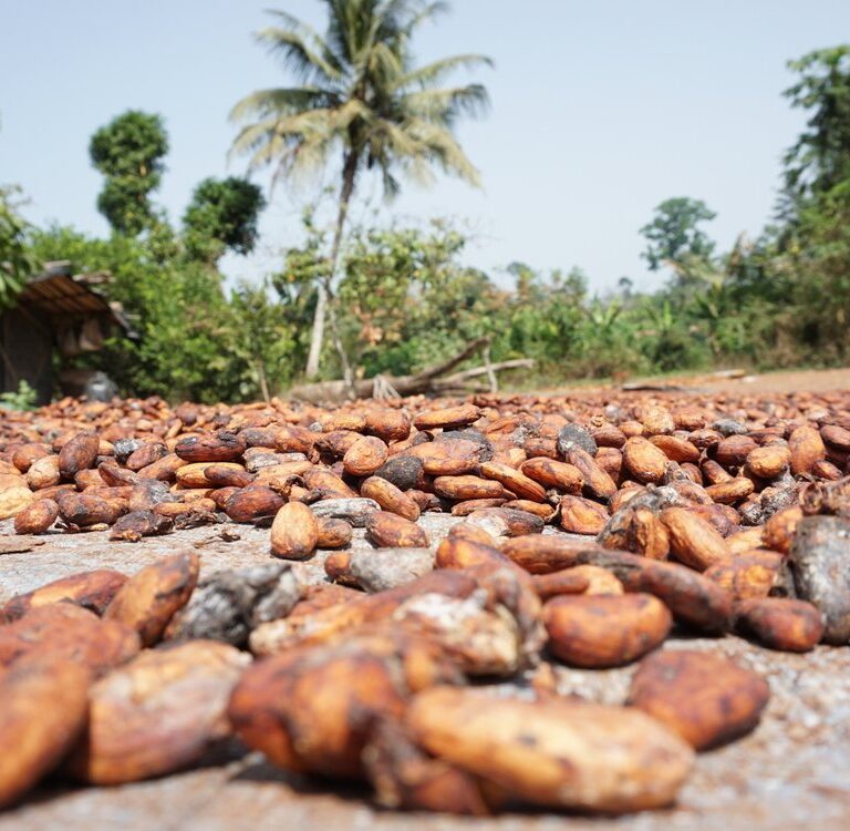 Kultur über Mittag: Cacao! Einverleibte Exotik